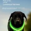 LED USB Charging Reflective Dogs Harness - Pet Safety Vest - Image 10